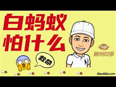 房間很多白蟻|居家防白蟻